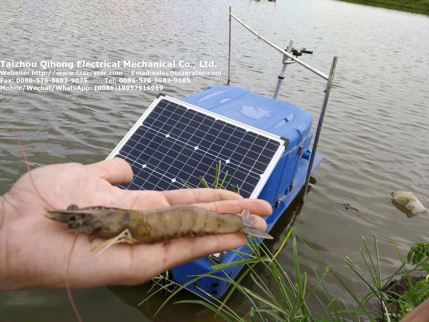 solar Auto shrimp feeder in pond-5
